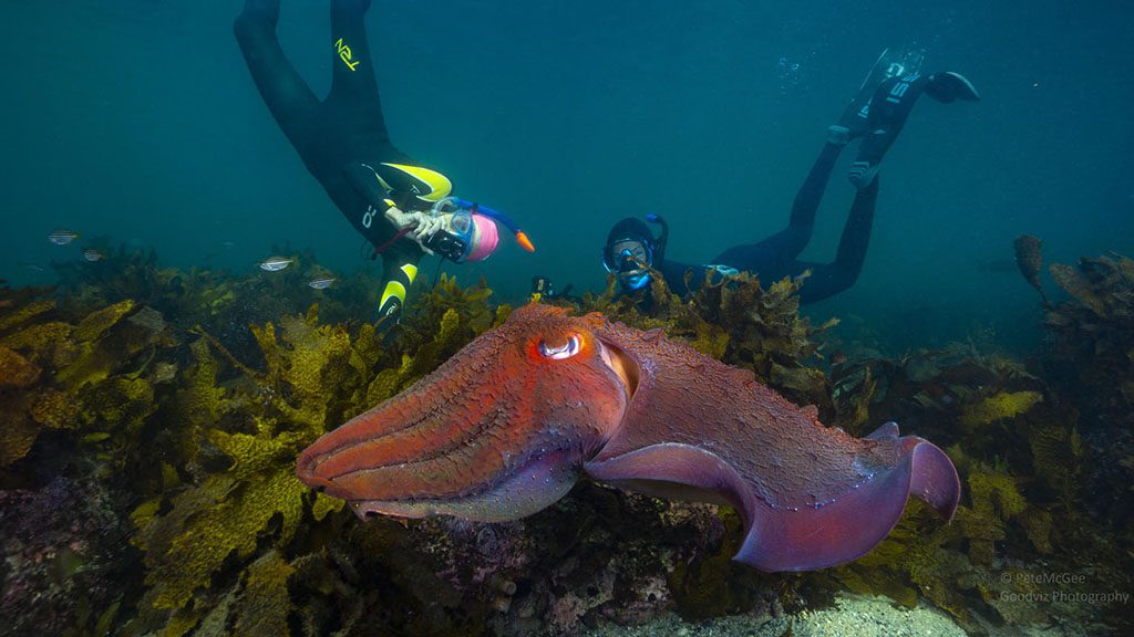 Sydney cuttlefish and swimmers