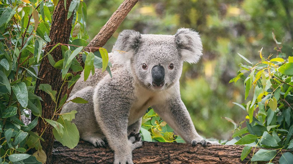 Sydney koala taronga zoo shutterstock 1512257795