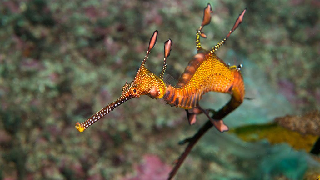 Sydney kurnell weedy seadragon credit jayne jenkins 8506