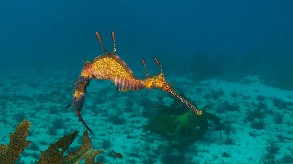 Sydney kurnell weedy seadragon jj31120