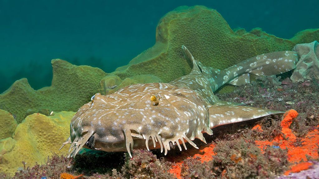 Sydney shelly beach wobbegong credit jayne jenkins jjc7448