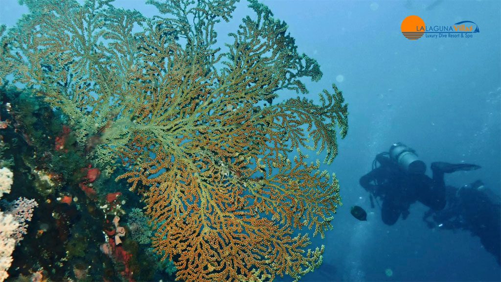 10 lalaguna villas puerto galera philippines corals and divers
