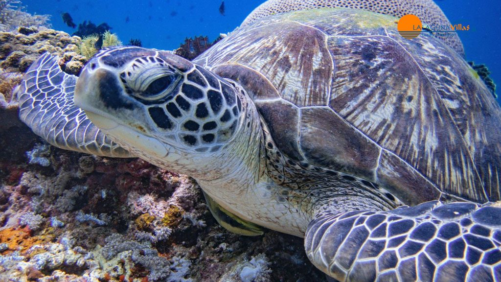 16 lalaguna villas puerto galera philippines sea turtle 2