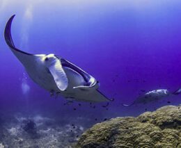 2 1770 lady musgrave island southern great barrier reef australia feature340