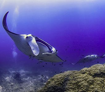 2 1770 lady musgrave island southern great barrier reef australia feature340