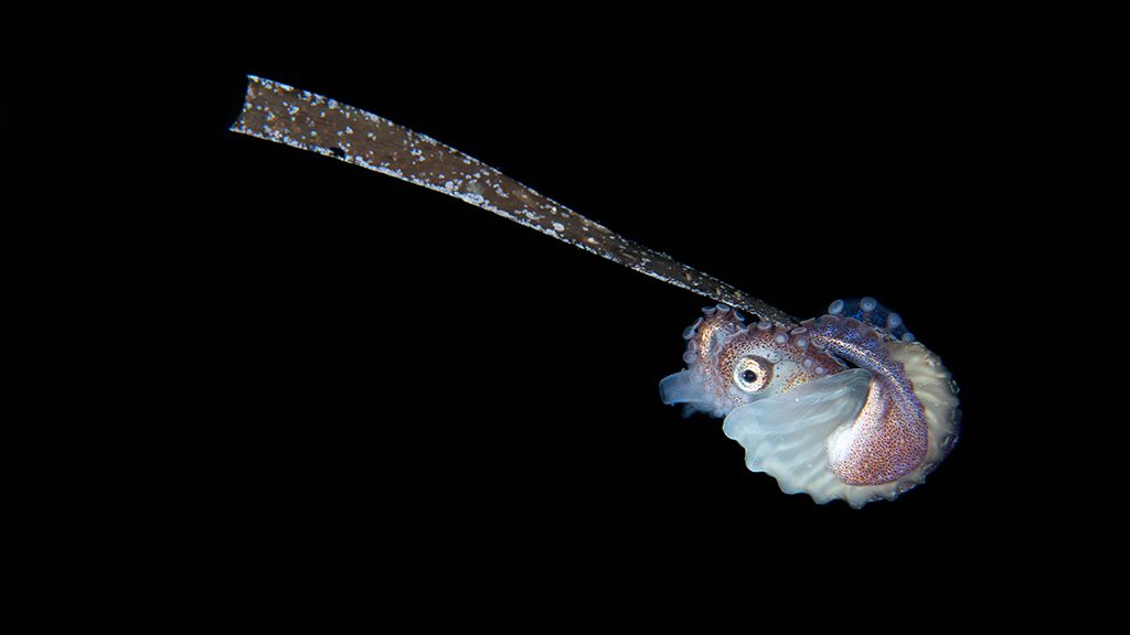 21 nad lembeh resort north sulawesi indonesia blackwater nautilus
