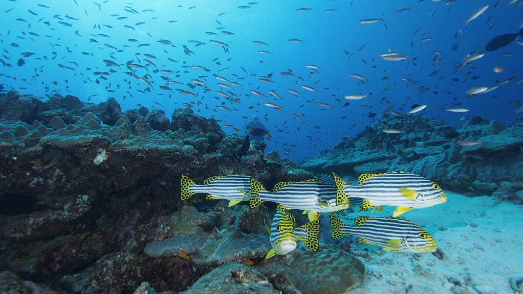 22 horizon 25 liveaboard maldives school of fishes