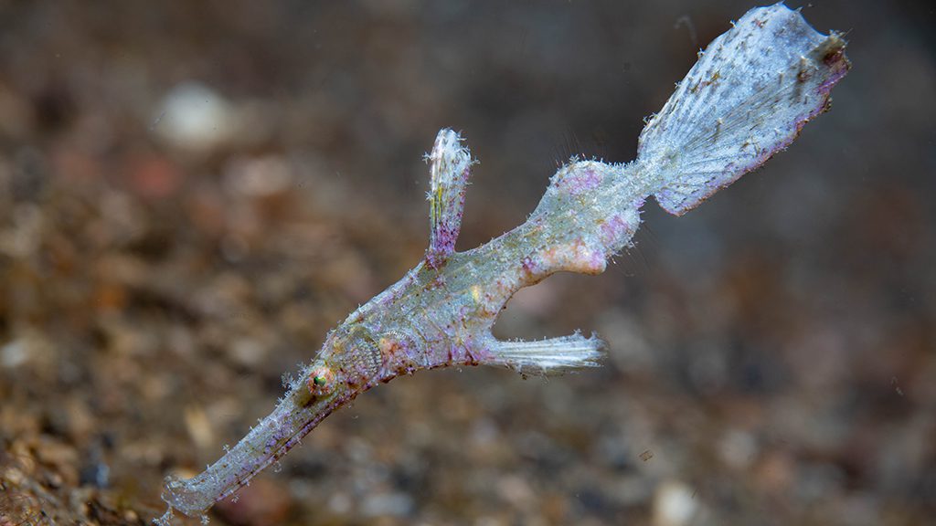 22 nad lembeh resort north sulawesi indonesia robust pipefish