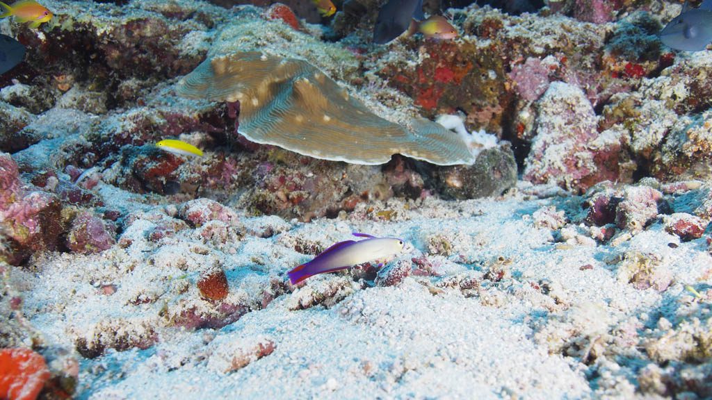 23 horizon 26 liveaboard maldives corals