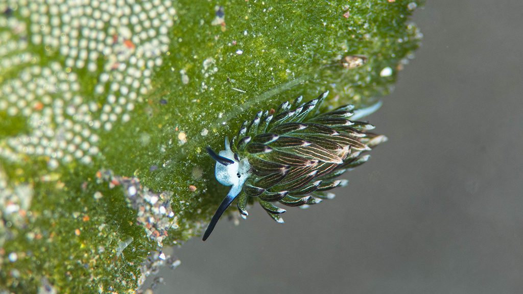 23 nad lembeh resort north sulawesi indonesia shawn the sheep