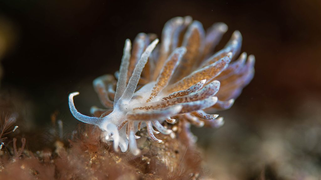 24 nad lembeh resort north sulawesi indonesia nudibranch