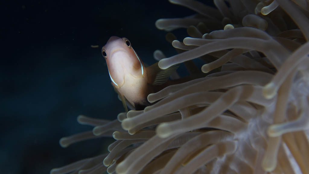 25 horizon 28 liveaboard maldives sea anemone and clown fish