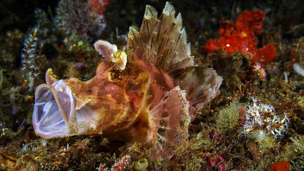 25 nad lembeh resort north sulawesi indonesia rhinopia