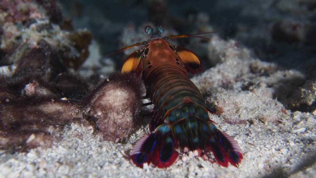 26 horizon 29 liveaboard maldives shrimp