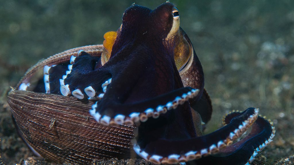 26 nad lembeh resort north sulawesi indonesia coconut octopus