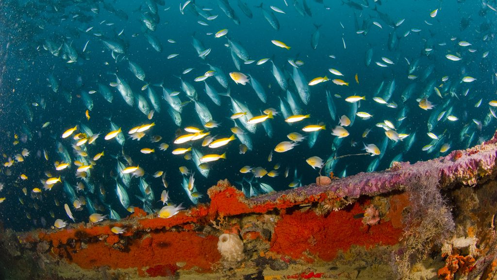 26 sangat island dive resort coron philippines irako deck with fish