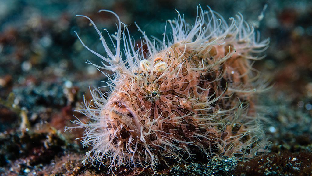 27 nad lembeh resort north sulawesi indonesia frogfish jpg
