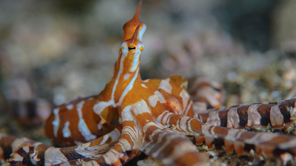 28 nad lembeh resort north sulawesi indonesia wunderpuss