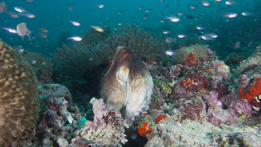 29 horizon 32 liveaboard maldives octopus