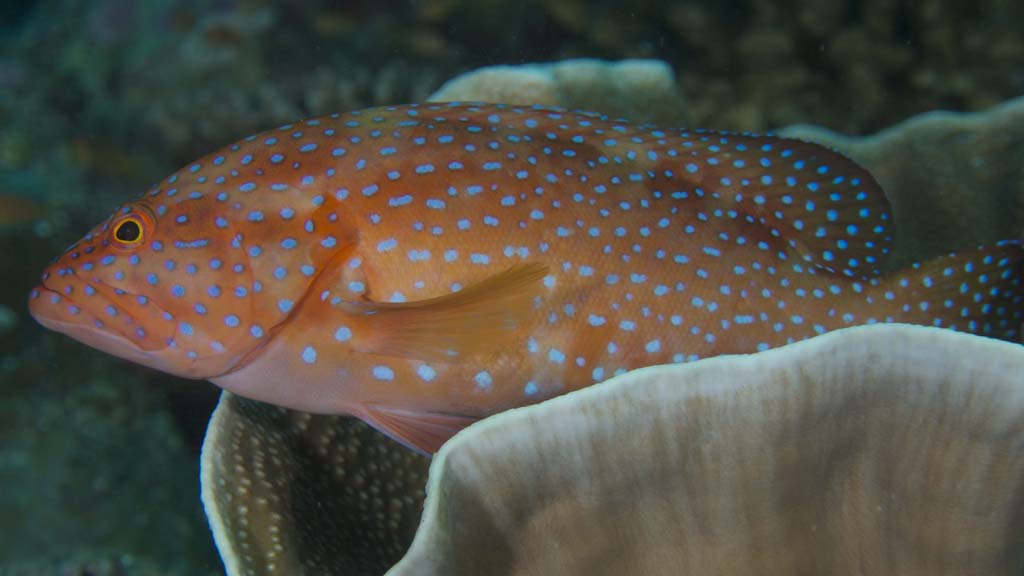 30 horizon 33 liveaboard maldives coral grouper