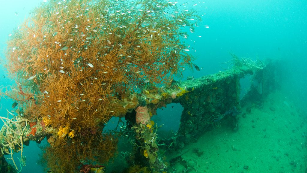 31 sangat island dive resort coron philippines olympia handrail w black coral