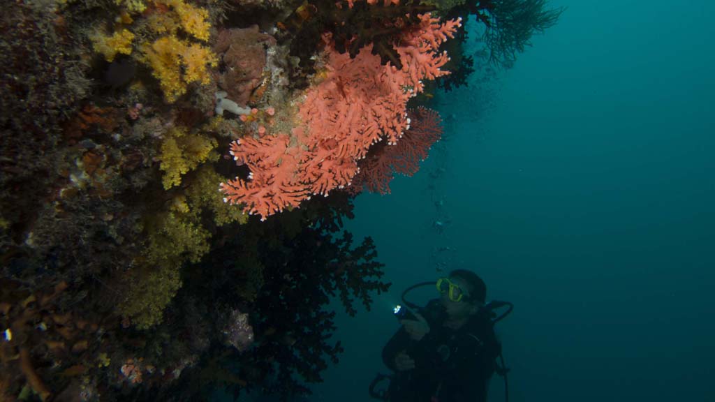 32 horizon 35 liveaboard maldives diver and corals