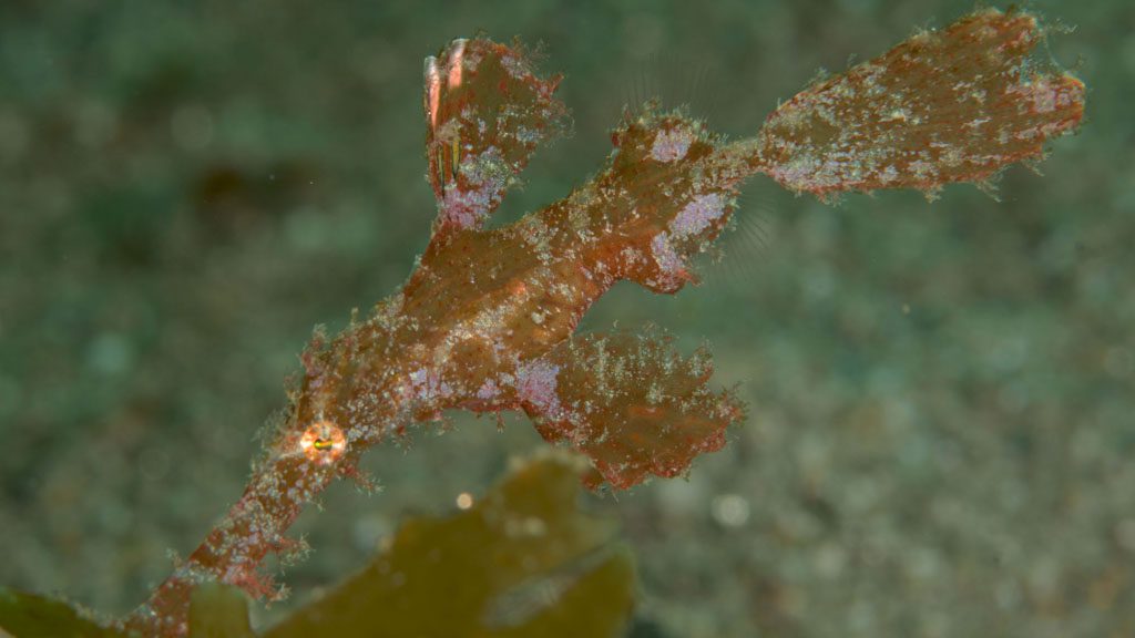 33 ambon divers resort ambon indonesia ghostpipe