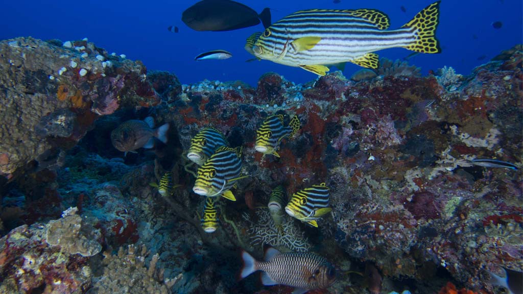 33 horizon 36 liveaboard maldives corals and fishes