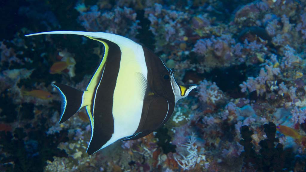 34 horizon 37 liveaboard maldives moorish idol