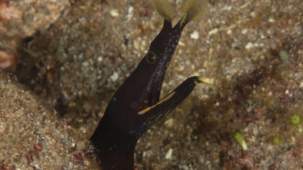 35 ambon divers resort ambon indonesia ribbon eel