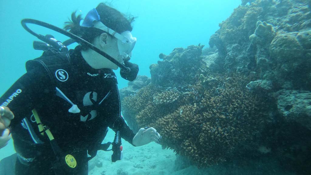 35 horizon 38 liveaboard maldives diver and corals 2
