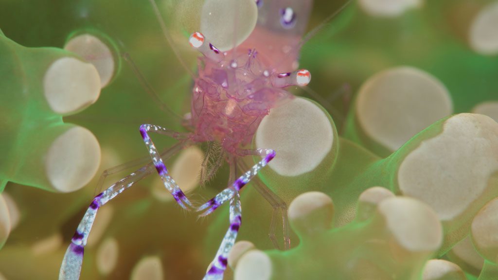 36 ambon divers resort ambon indonesia shrimp 2