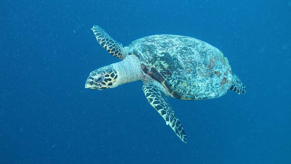 37 horizon 40 liveaboard maldives turtle