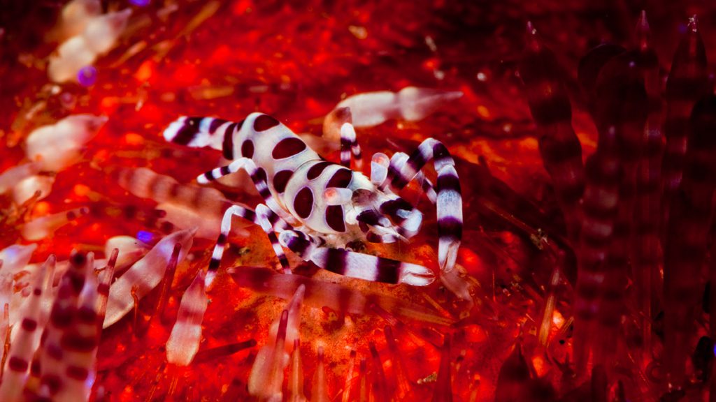 41 alor divers eco resort nusa tenggara indonesia coleman shrimp