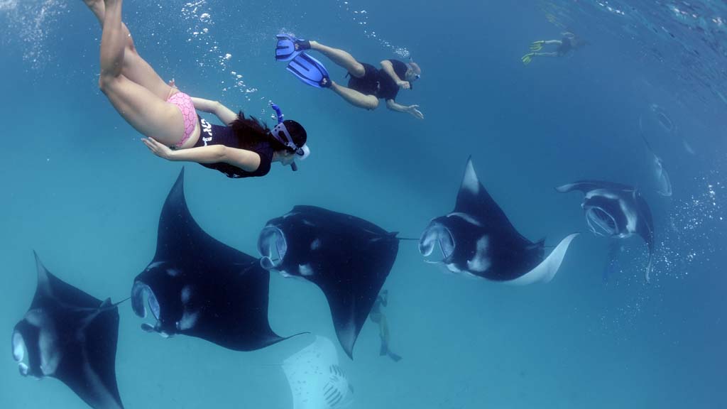 41 horizon 44 liveaboard maldives snorkle with mantas