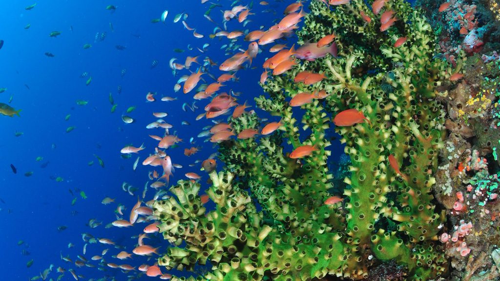 43 alor divers eco resort nusa tenggara indonesia fish and corals 2