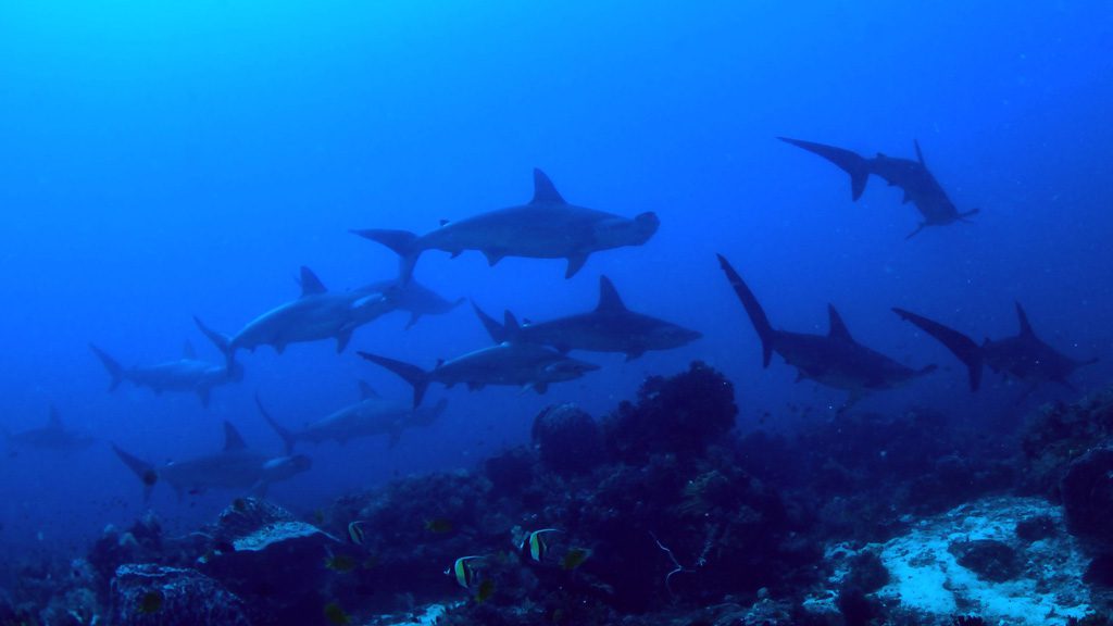 48 alor divers eco resort nusa tenggara indonesia sharks