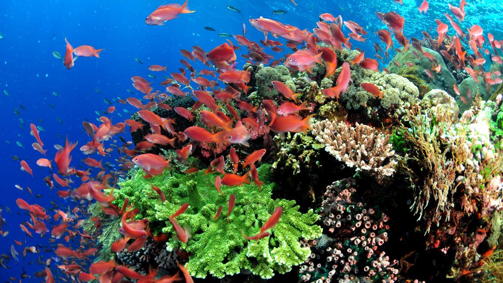 49 alor divers eco resort nusa tenggara indonesia fish and corals 3