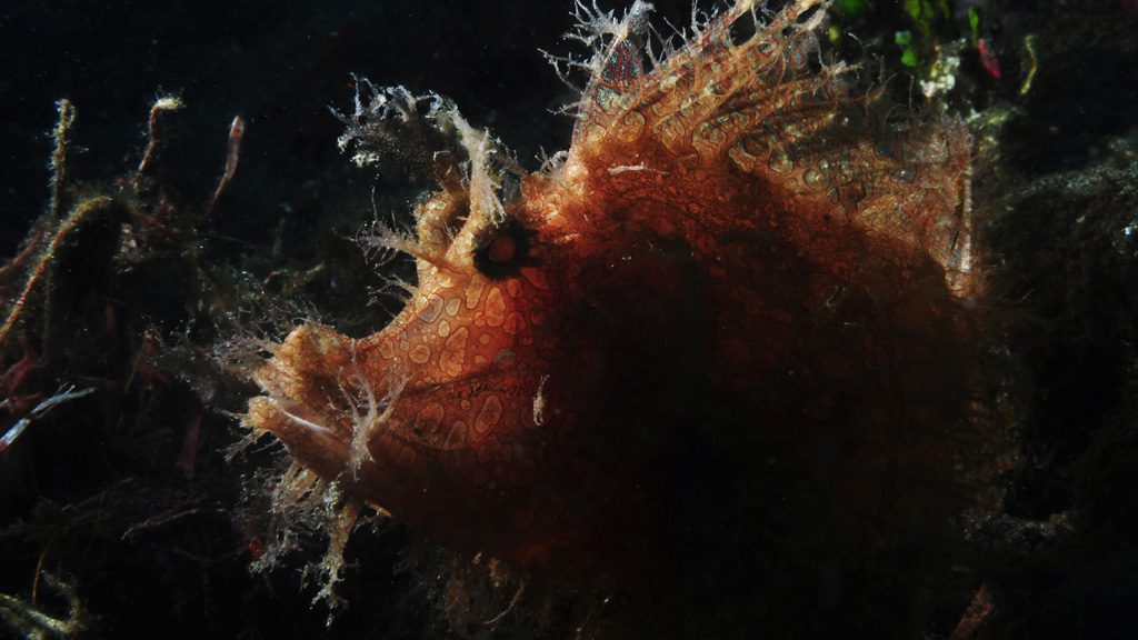 50 alor divers eco resort nusa tenggara indonesia frog fish