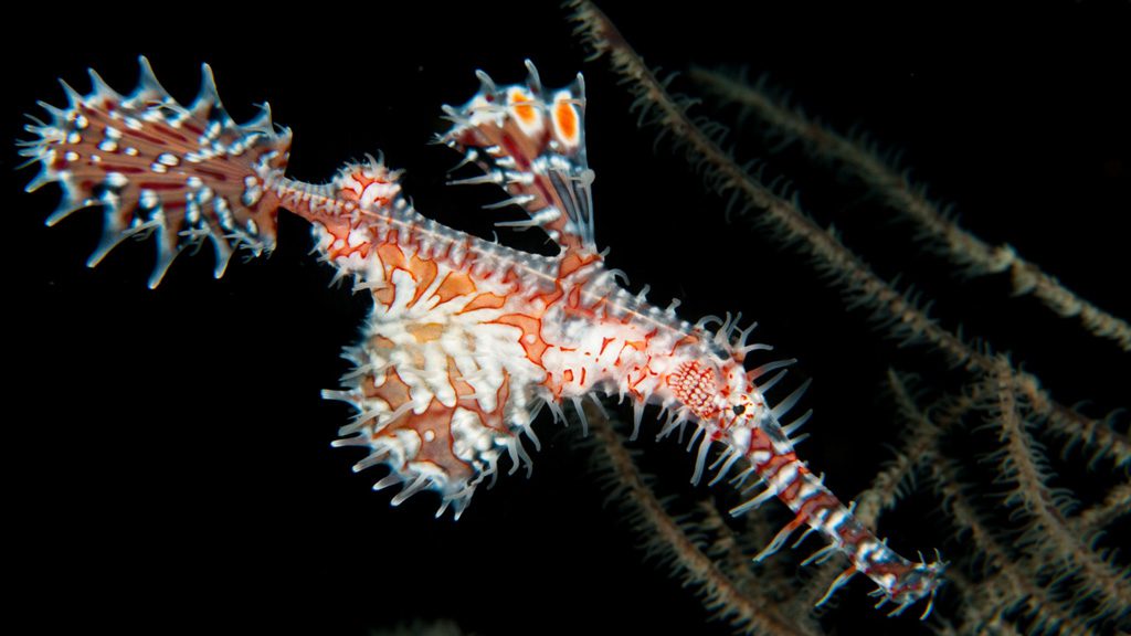 51 alor divers eco resort nusa tenggara indonesia pipe fish