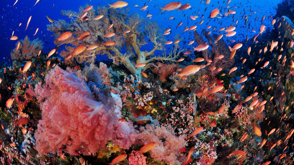 52 alor divers eco resort nusa tenggara indonesia fish and corals 3