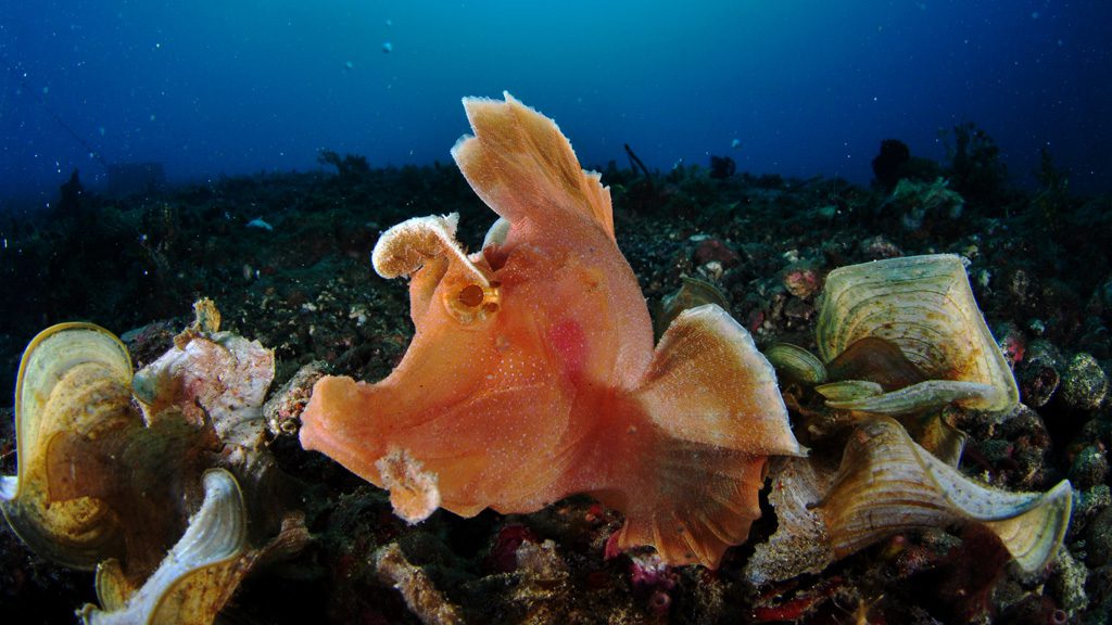 56 alor divers eco resort nusa tenggara indonesia scorpionfish