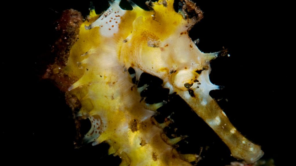 57 alor divers eco resort nusa tenggara indonesia seahorse ampera