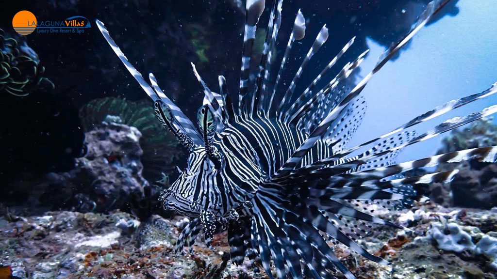 8 lalaguna villas puerto galera philippines lion fish