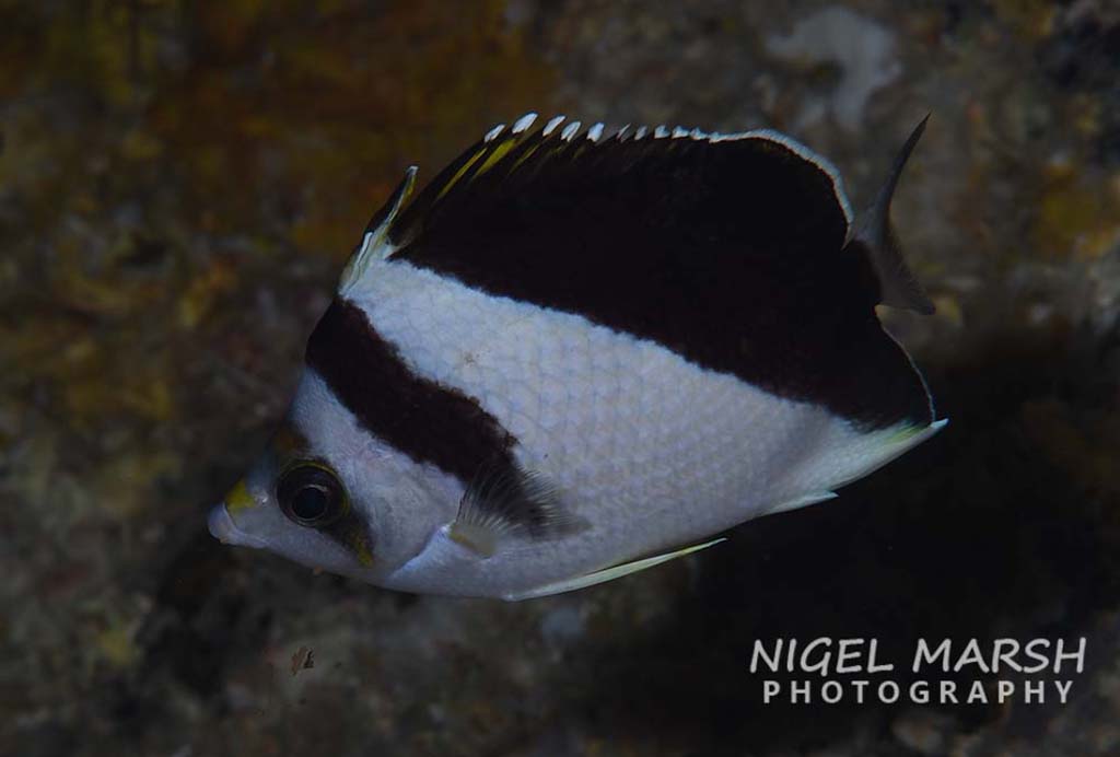 Palau rare black and white butterflyfish