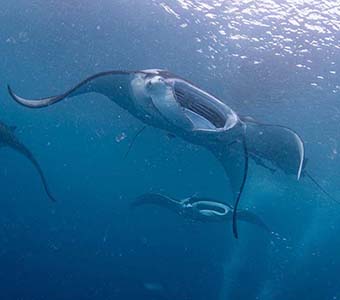 Palau reef manta rays feature340