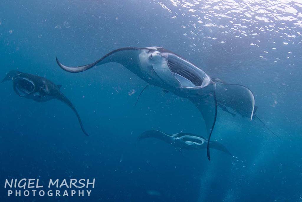 Palau reef manta rays