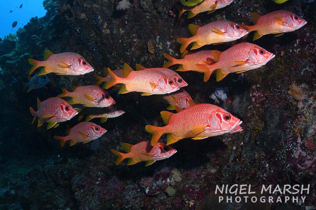 Palau school of giant squirrelfish