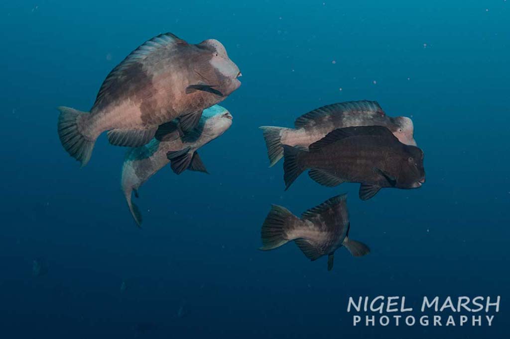 Palau spawning bumphead parrotfish