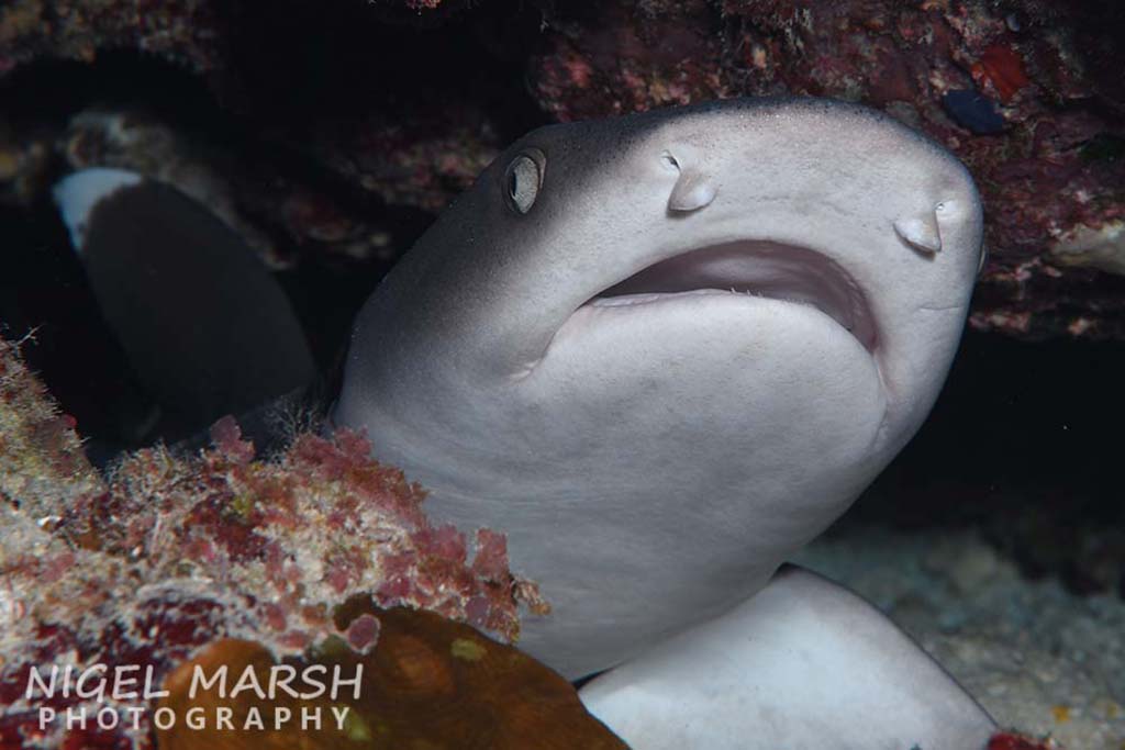 Palau whitetip reef shark